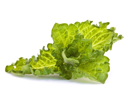 Fresh-picked mint leavesの写真素材