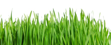 Isolated green grass on white backgroundの写真素材