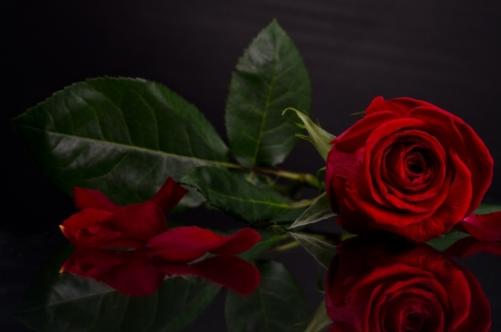 Red roseの写真素材