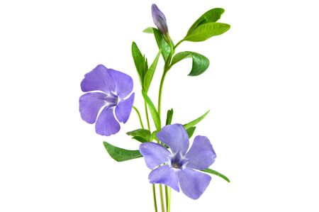 Beautiful blue flower isolated on white の写真素材