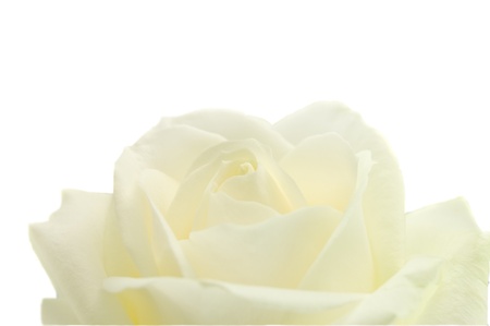 white rose on the white の写真素材
