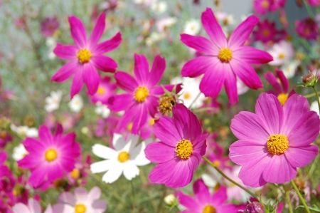  beautiful pink bell flowers の写真素材