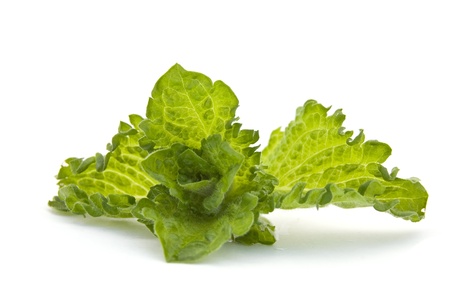 Fresh-picked mint leavesの写真素材
