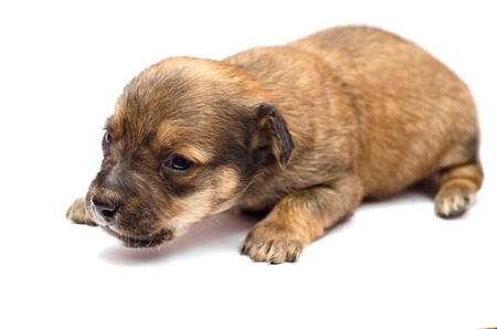Dachshund puppy on white backgroundの写真素材