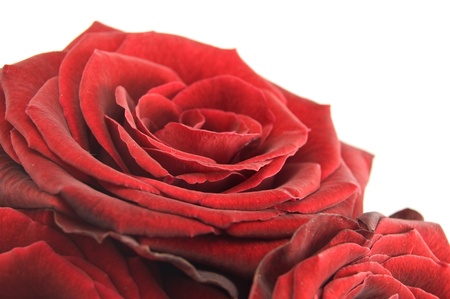 Red rose on the white の写真素材