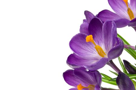 Beautiful violet flower isolated on white の写真素材