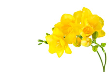 yellow fresia on white の写真素材