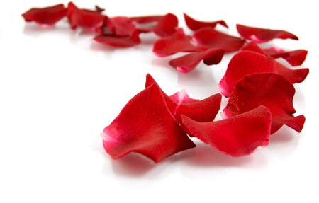 Rose petals の写真素材