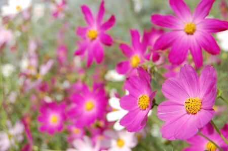 beautiful pink bell flowers の写真素材