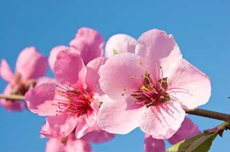 Peach Flowerの写真素材