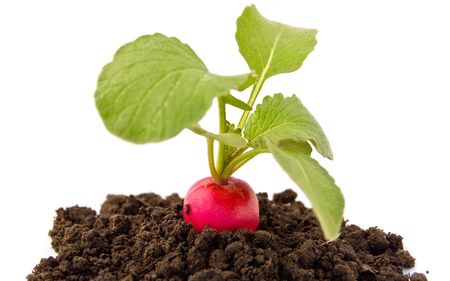 Fresh red radish isolated on a white background.の写真素材