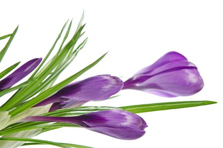 Beautiful violet crocus isolated on whiteの写真素材