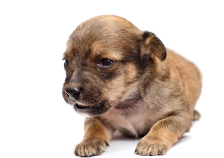 Dachshund puppy on white backgroundの写真素材