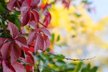 Colorful autumn leavesの写真素材