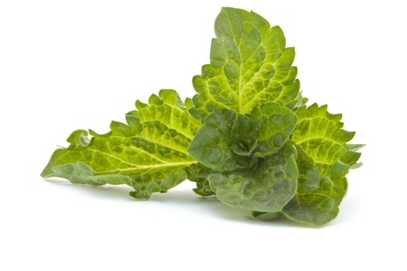 Fresh-picked mint leavesの写真素材
