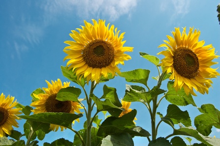 Sunflowersの写真素材