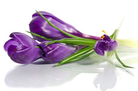 Beautiful violet crocus isolated on whiteの写真素材