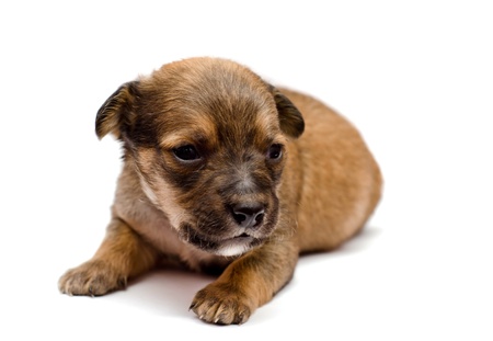 Dachshund puppy on white backgroundの写真素材