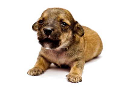 Dachshund puppy on white backgroundの写真素材