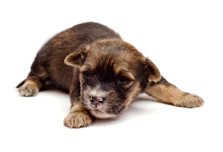 puppy on white backgroundの写真素材
