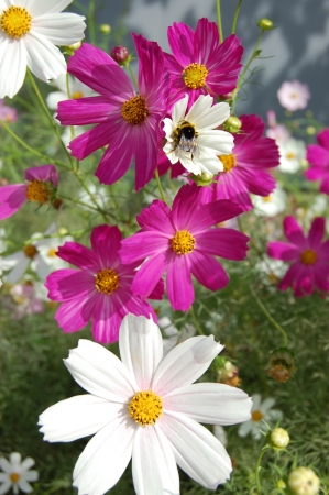 beautiful pink bell flowers の写真素材