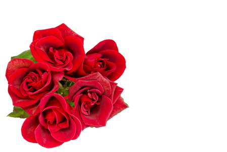 Red roses on the whiteの写真素材