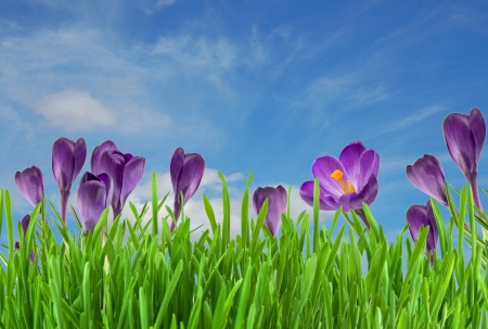 Beautiful violet crocus under blue sky の写真素材