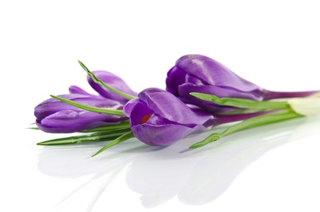 Beautiful violet crocus isolated on whiteの写真素材