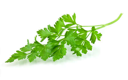 Fresh Parsley の写真素材