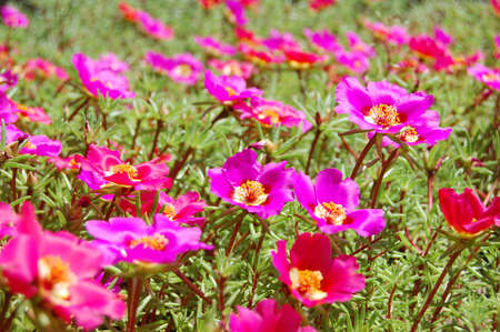 beautiful purple bell flowersの写真素材