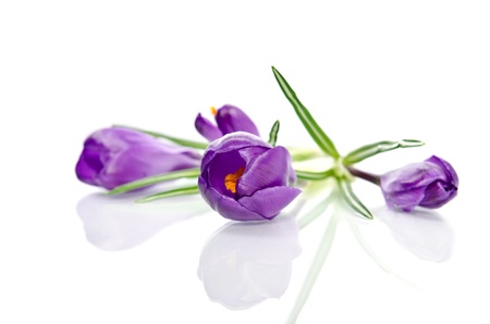 Beautiful violet crocus isolated on whiteの写真素材