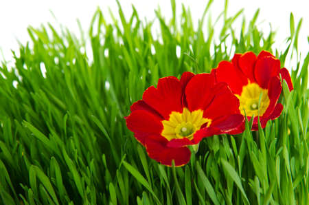 primroseの写真素材