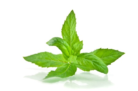 Fresh-picked mint leavesの写真素材