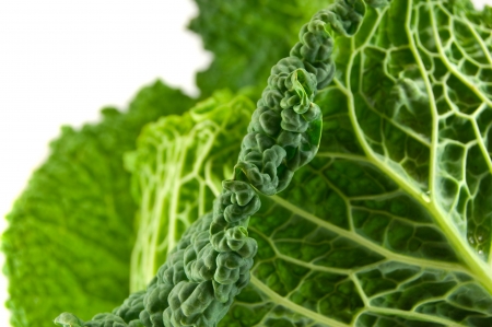 Cabbage の写真素材