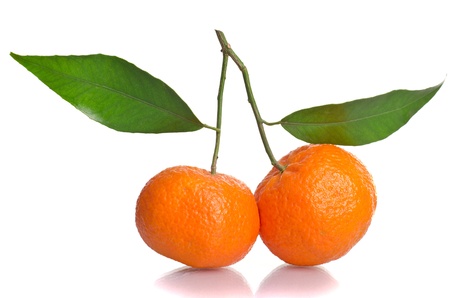 tangerines on a branch with leavesの写真素材