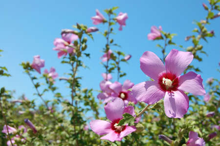 beautiful pink bell flowersの写真素材