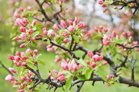 Apple blossomsの写真素材