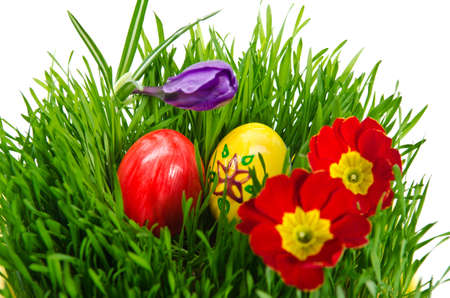 red easter eggs in green grass with white backgroundの写真素材