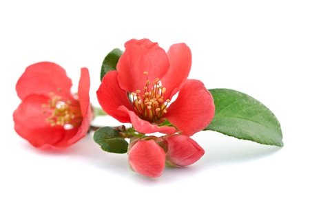 Beautiful red flower の写真素材