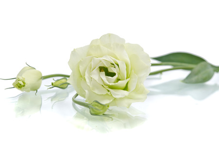 Eustoma flowersの写真素材