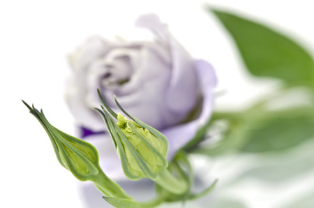 Eustoma flowersの写真素材