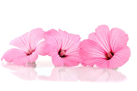 pink flowerの写真素材
