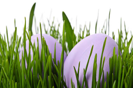 easter eggs in green grass with white backgroundの写真素材