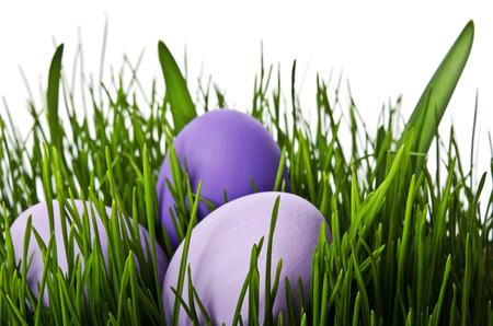 red easter eggs in green grass with white background