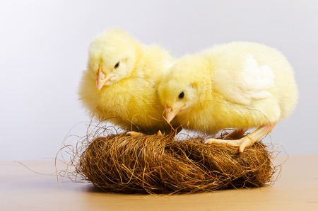 Cute little chicks in  slotの写真素材