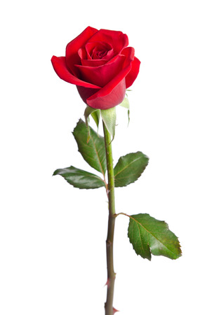 beautiful red rose isolated on white background beautiful red rose isolated on white background