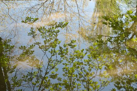 the branches of the trees reflected in a puddleの写真素材