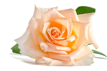 beautiful single creame rose lying down on a white backgroundの写真素材