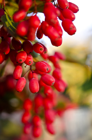 Red barberry berries on the treeの写真素材
