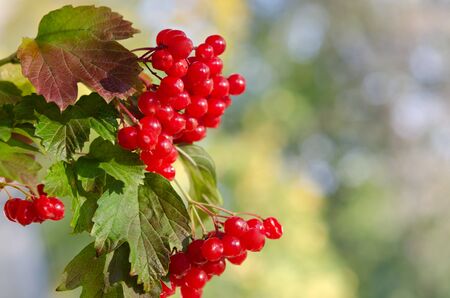 Red Viburnum berries in the treeの写真素材